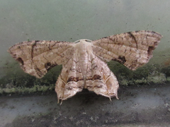 Dysaethria moza