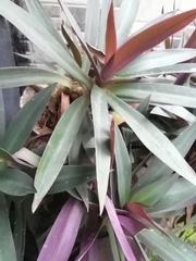 Tradescantia spathacea