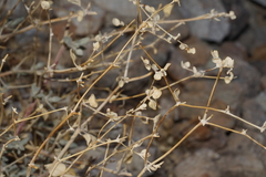 Tidestromia suffruticosa