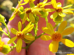 Senecio polyanthemoides