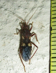 Neotrichedocla
