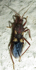Neotrichedocla