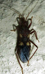 Neotrichedocla