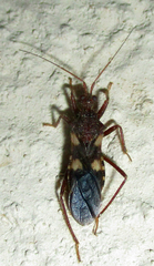 Neotrichedocla