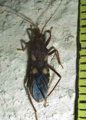Neotrichedocla