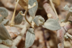 Tidestromia suffruticosa