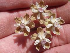 Asclepias stellifera