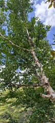 Betula utilis jacquemontii