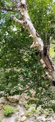 Betula utilis jacquemontii