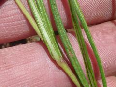 Asclepias stellifera