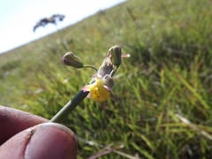 Tulbaghia ludwigiana