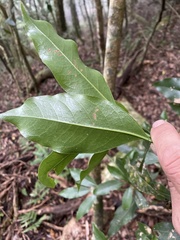 Beilschmiedia erythrophloia