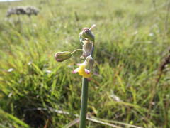 Tulbaghia ludwigiana