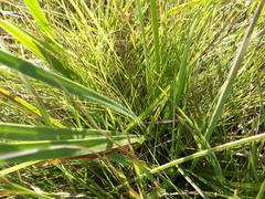 Tulbaghia ludwigiana