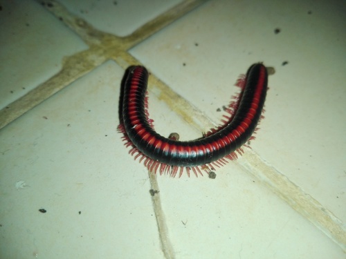 Red Spined Millipede photo 2