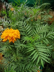 Tagetes erecta