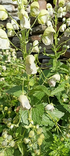 Aconitum heterophyllum