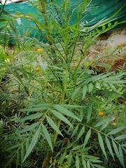 Tagetes erecta