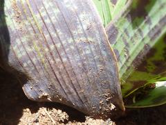 Ledebouria marginata