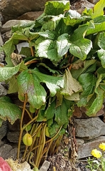 Podophyllum hexandrum