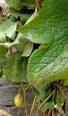 Podophyllum hexandrum