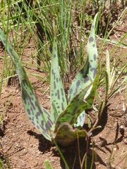 Ledebouria marginata