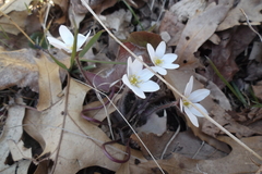 Hepatica
