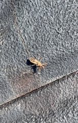 Rocconota annulicornis