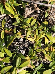 Phyla nodiflora minor