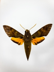 Gnathothlibus erotus