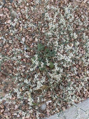 Eriogonum rotundifolium