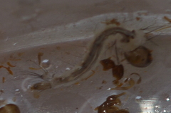 Tripteroides caledonicus