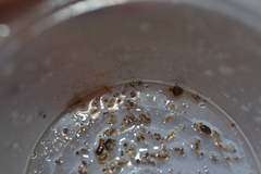 Tripteroides caledonicus