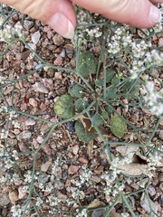 Eriogonum rotundifolium