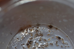 Tripteroides caledonicus