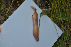 Tripteroides caledonicus