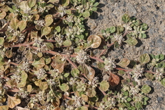 Glinus lotoides