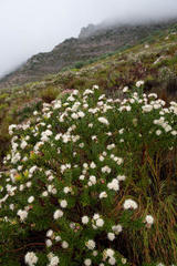 Leucospermum bolusii