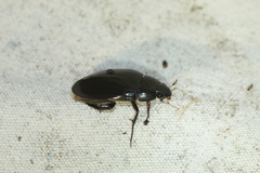 Hydrophilus insularis