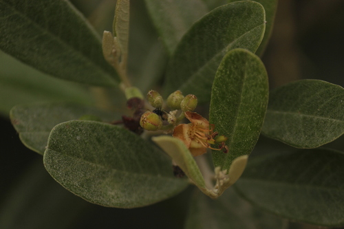 Beautempsia avicenniifolia (Beautempsia avicenniifolia)