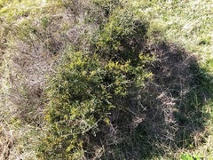 Maireana microphylla