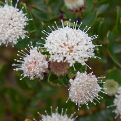 Leucospermum bolusii
