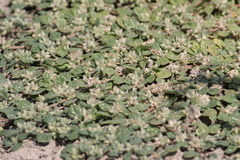 Glinus lotoides