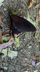 Papilio castor