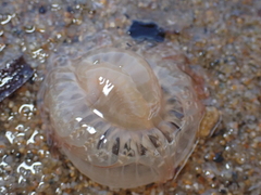 Harenactis attenuata
