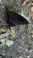Papilio castor