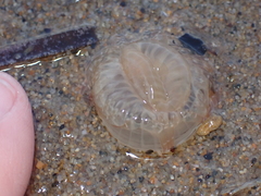 Harenactis attenuata