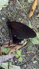 Papilio castor