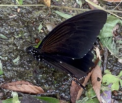 Papilio castor