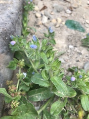 Echium parviflorum